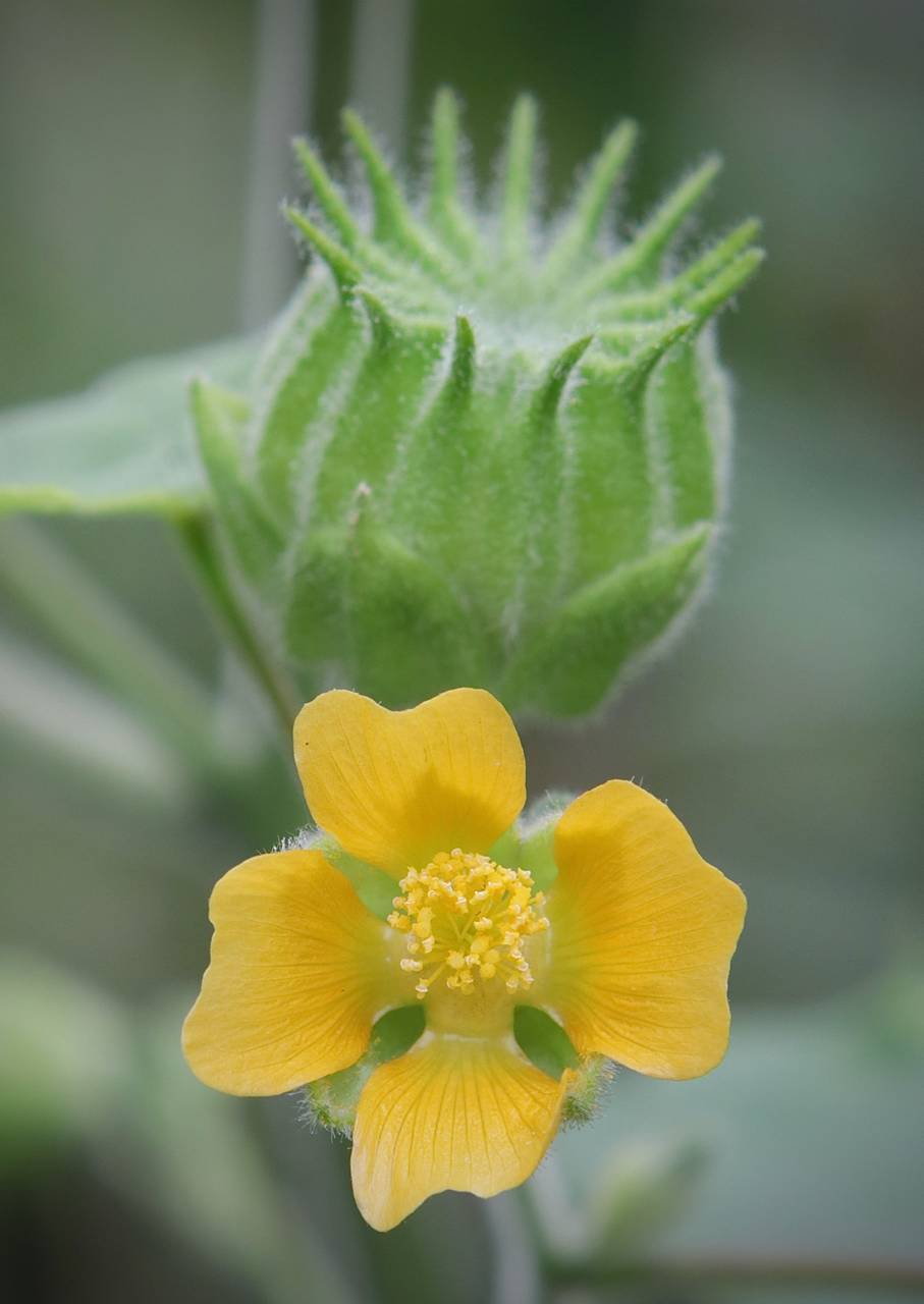 Photo of Velvetleaf
