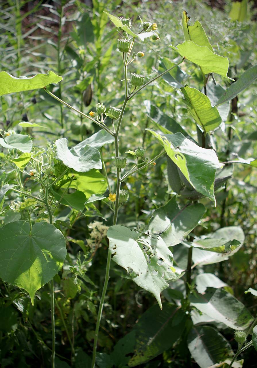 Photo of Velvetleaf