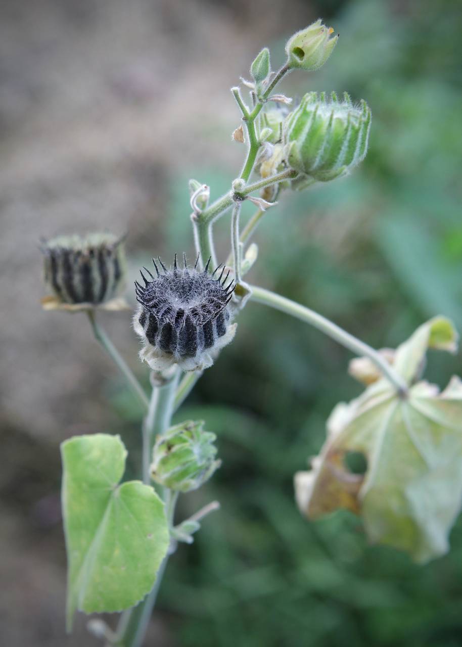 Photo of Velvetleaf