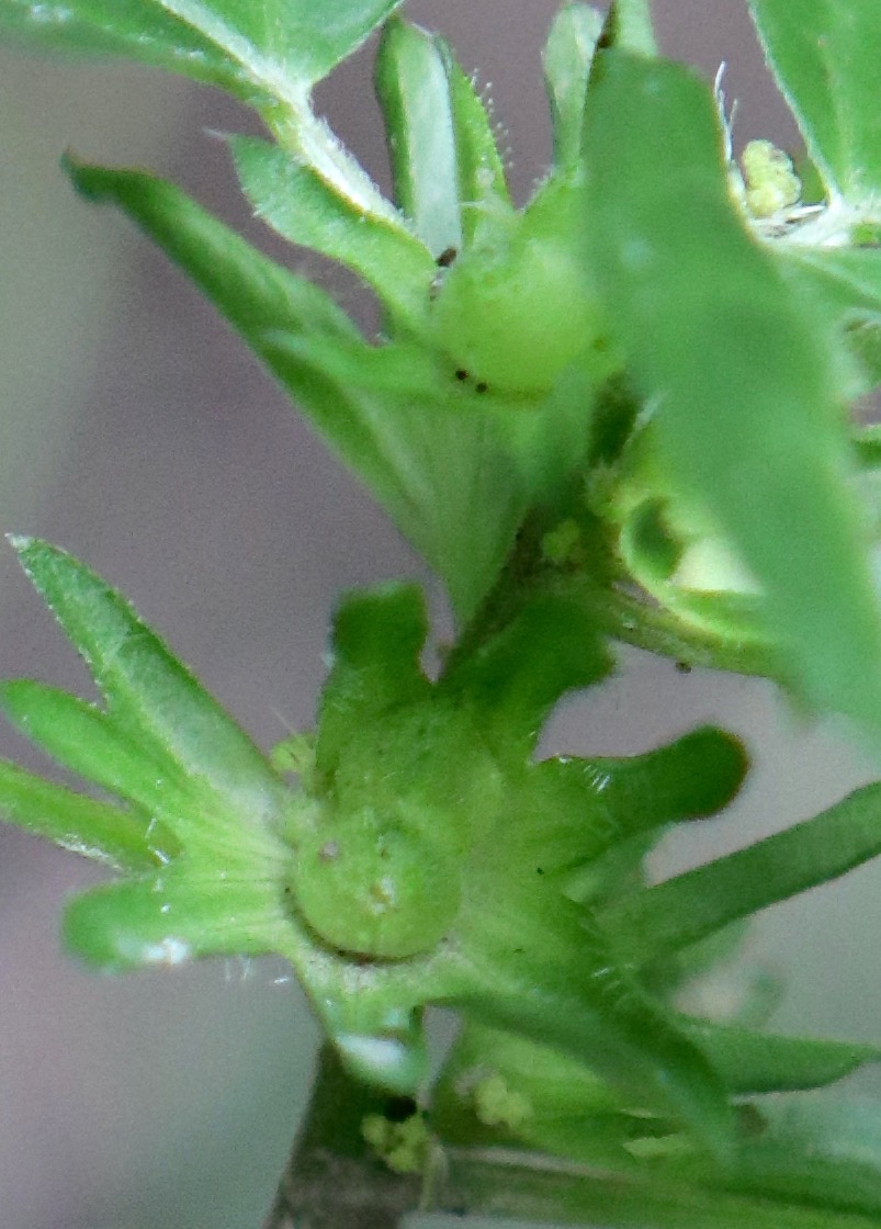 Photo of Deam's Mercury