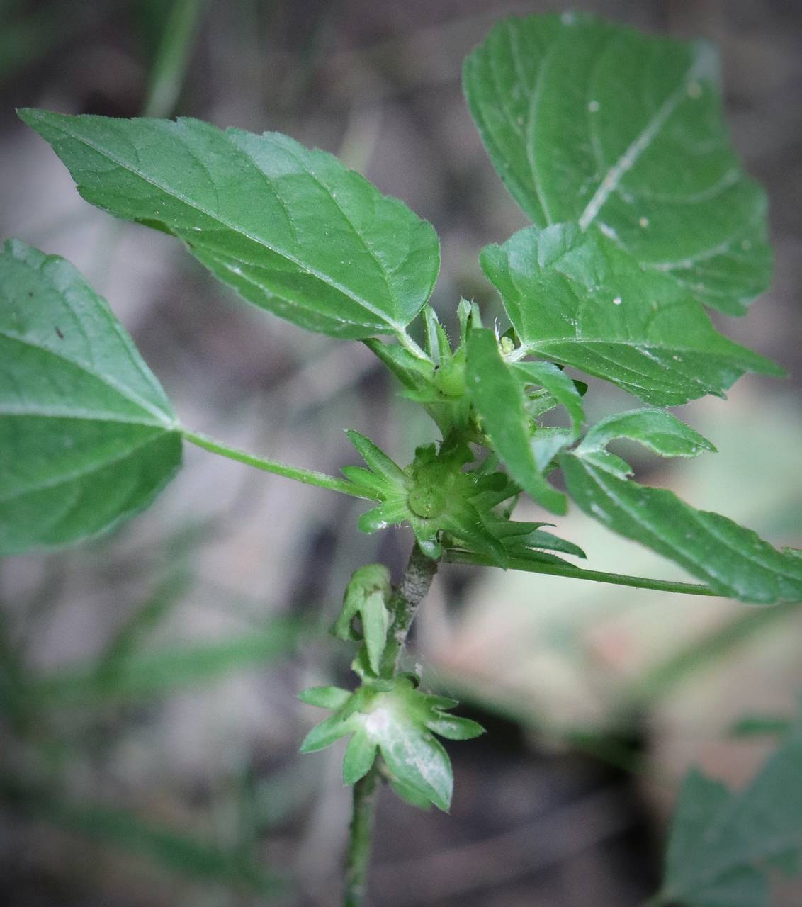 Photo of Deam's Mercury