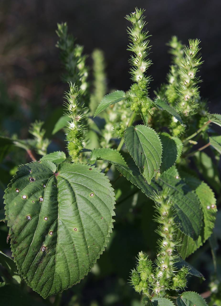Photo of Hophornbeam Copperleaf