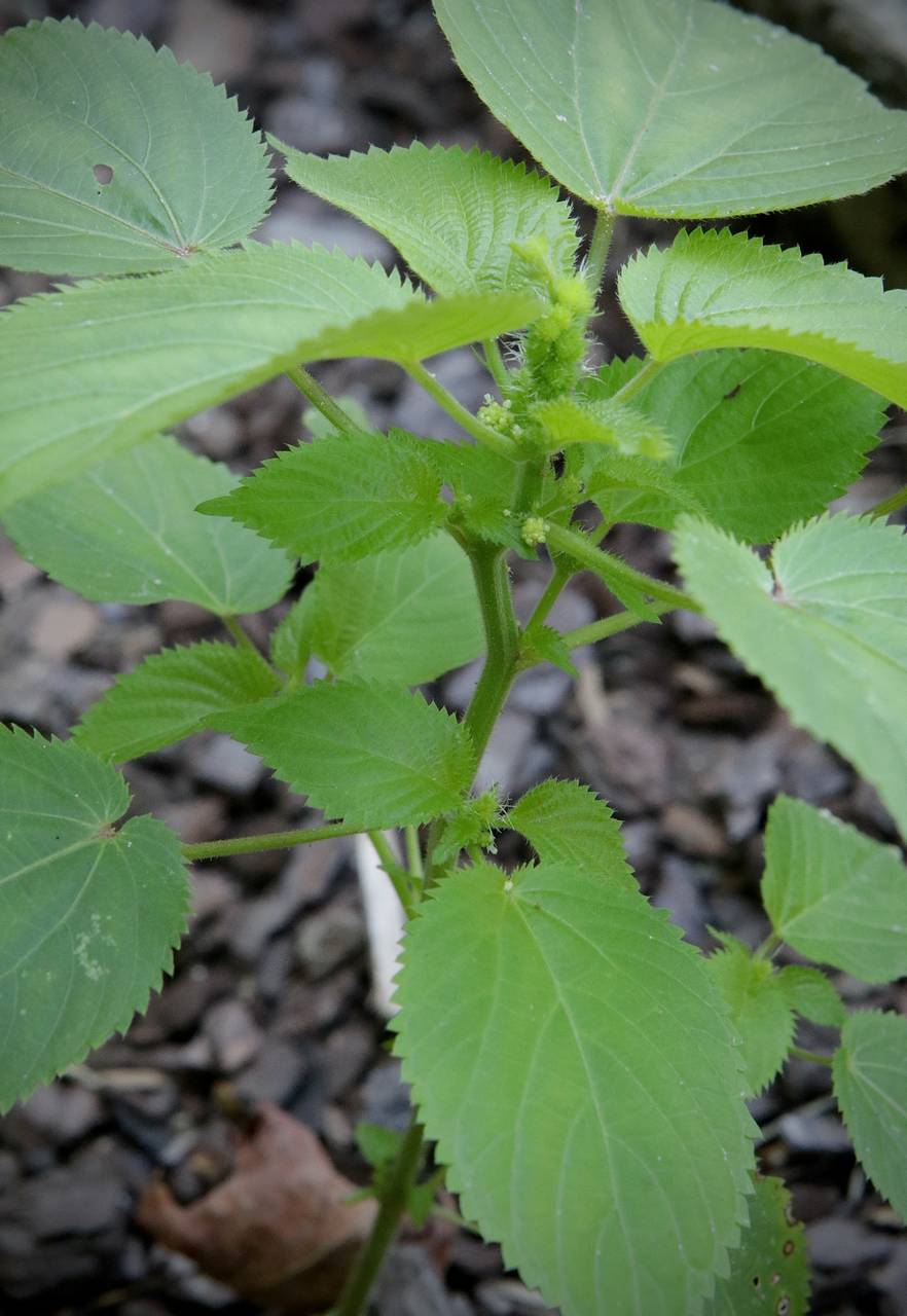 Photo of Hophornbeam Copperleaf