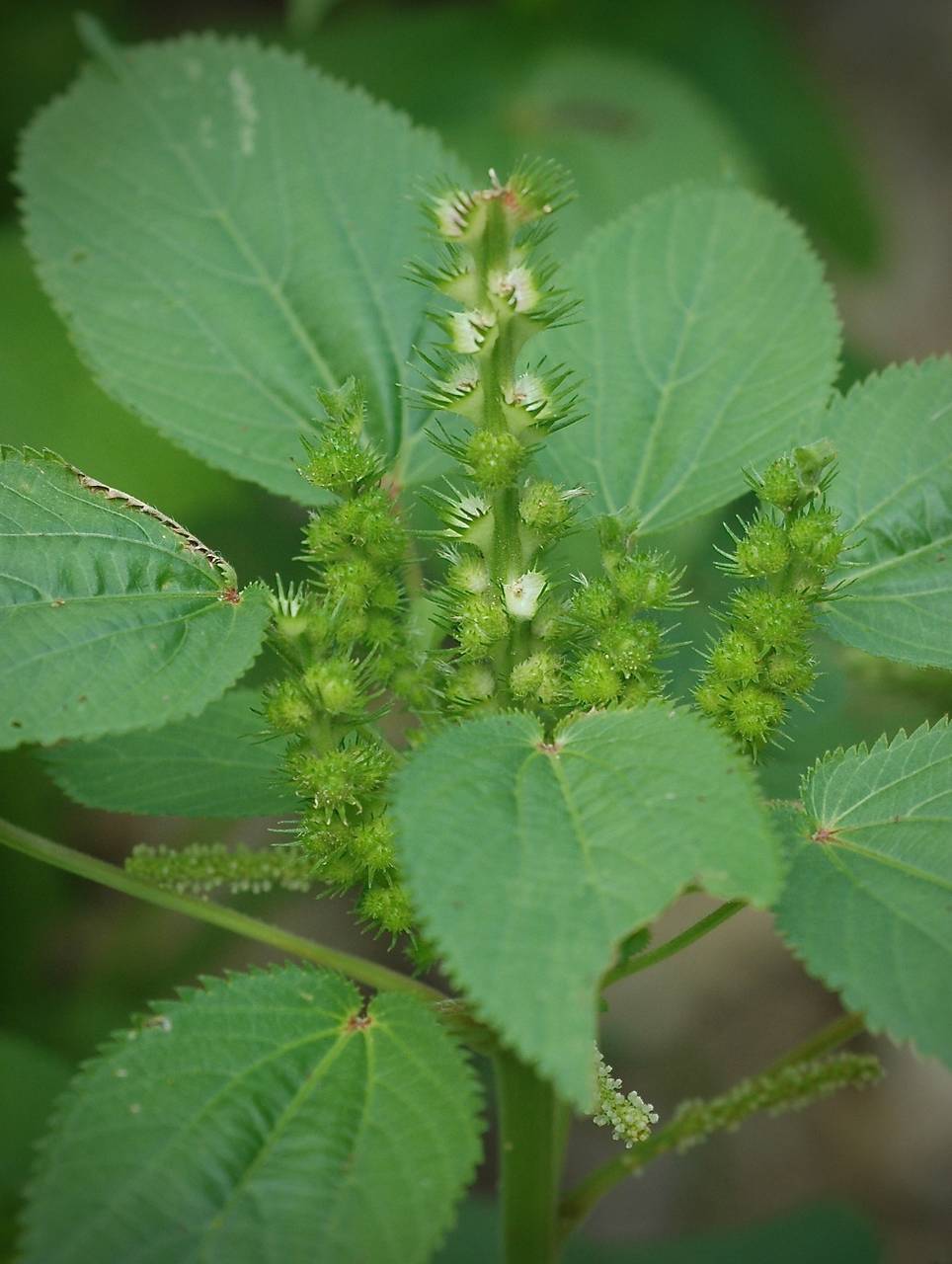 Photo of Hophornbeam Copperleaf