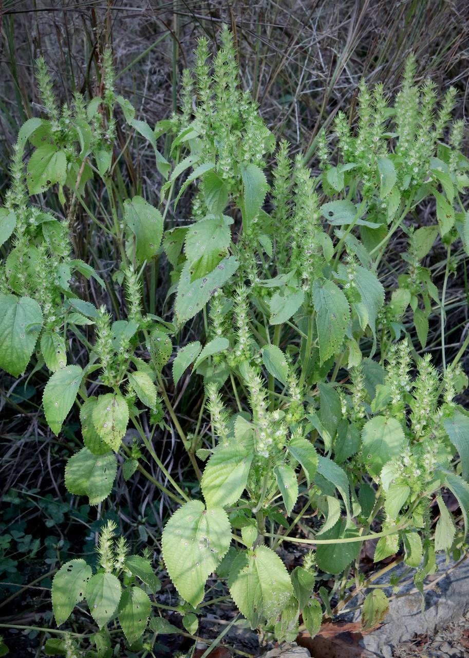 Photo of Hophornbeam Copperleaf
