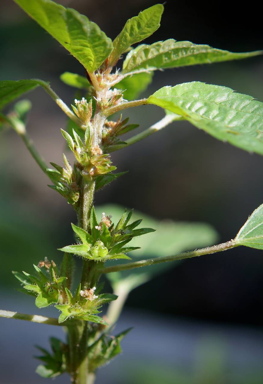 Photo of Common Three-Seeded Mercury