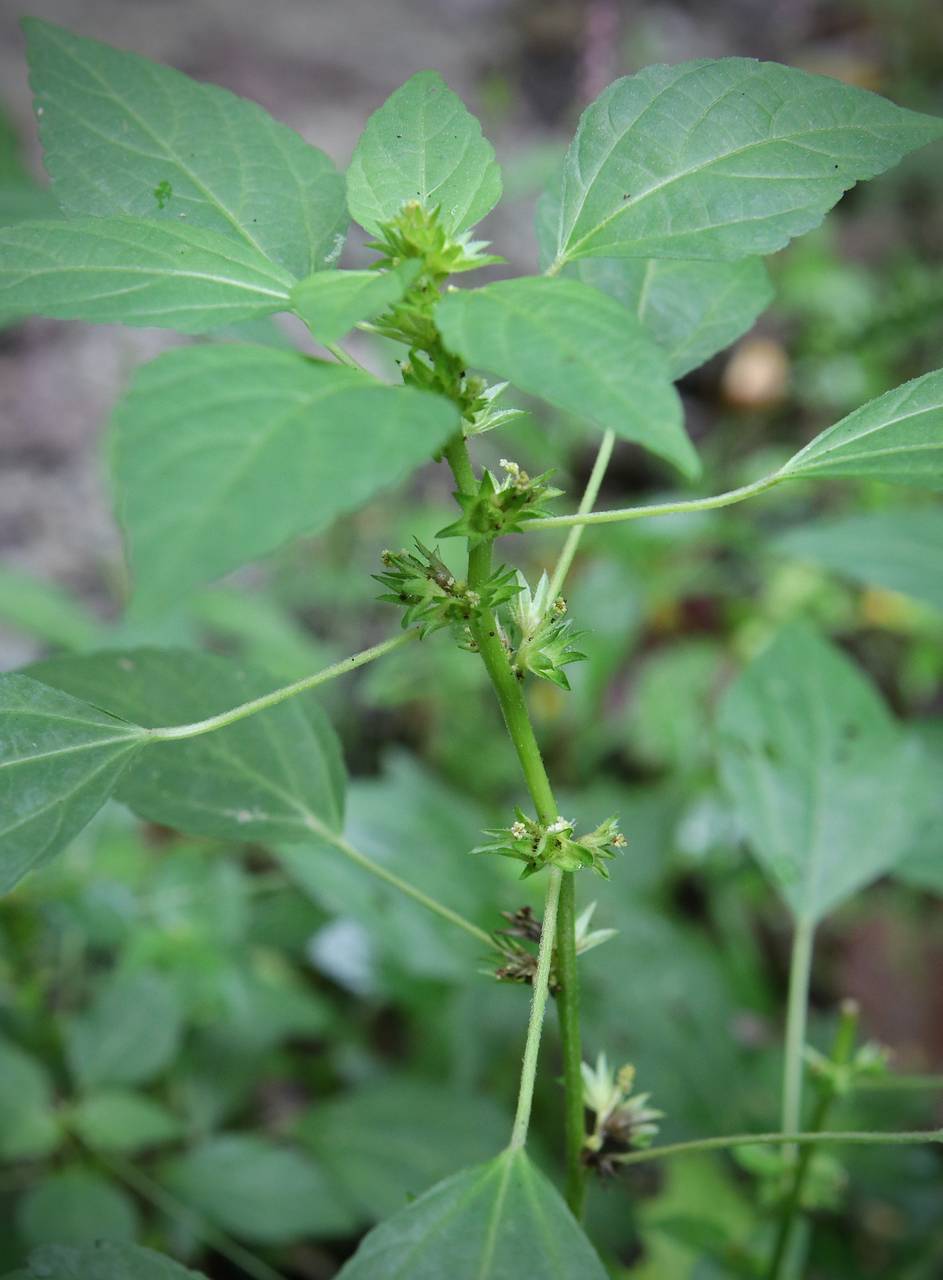 Photo of Common Three-Seeded Mercury