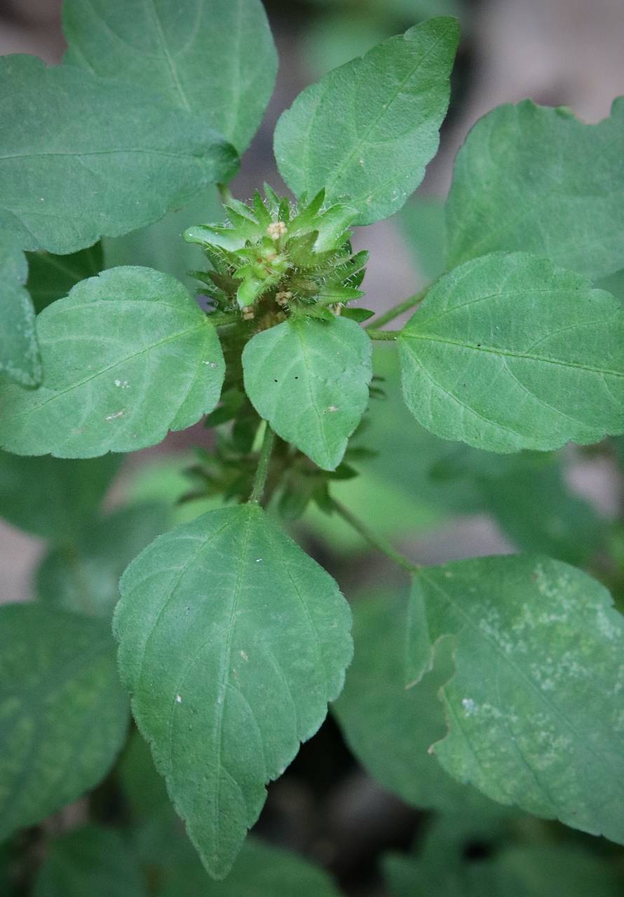 Photo of Common Three-Seeded Mercury