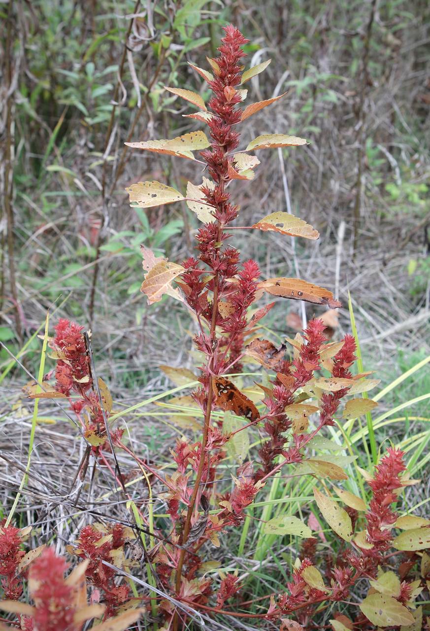 Photo of Common Three-Seeded Mercury