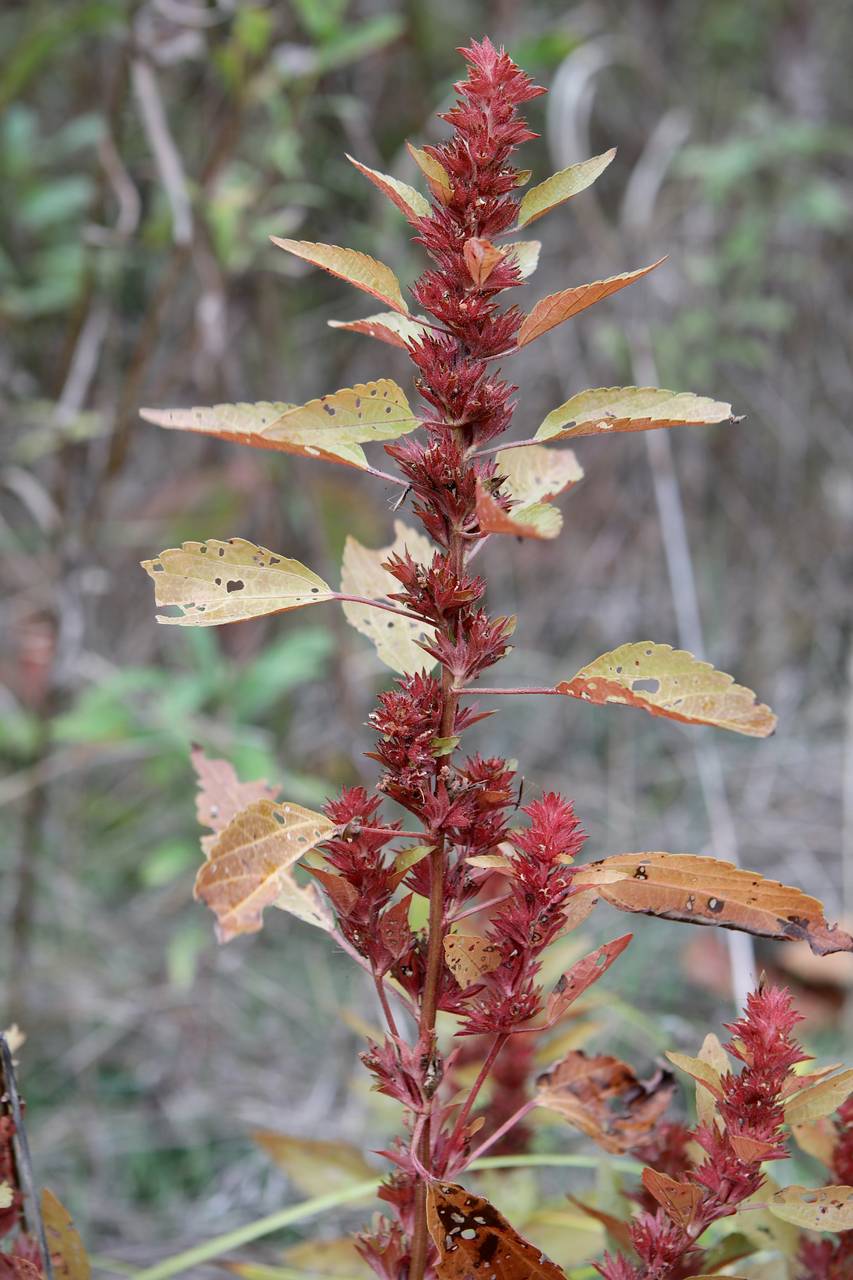 Photo of Common Three-Seeded Mercury