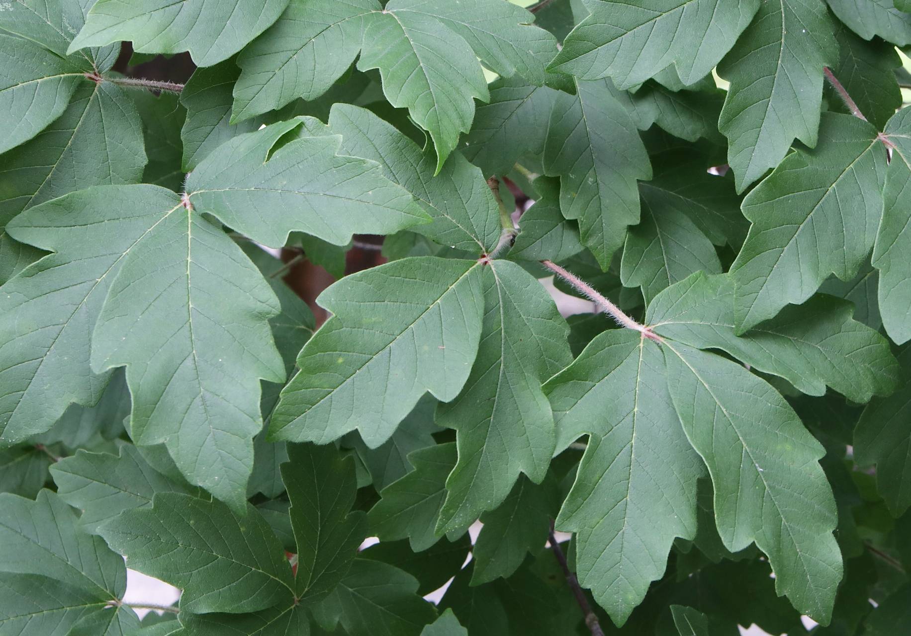 Photo of Paperbark Maple