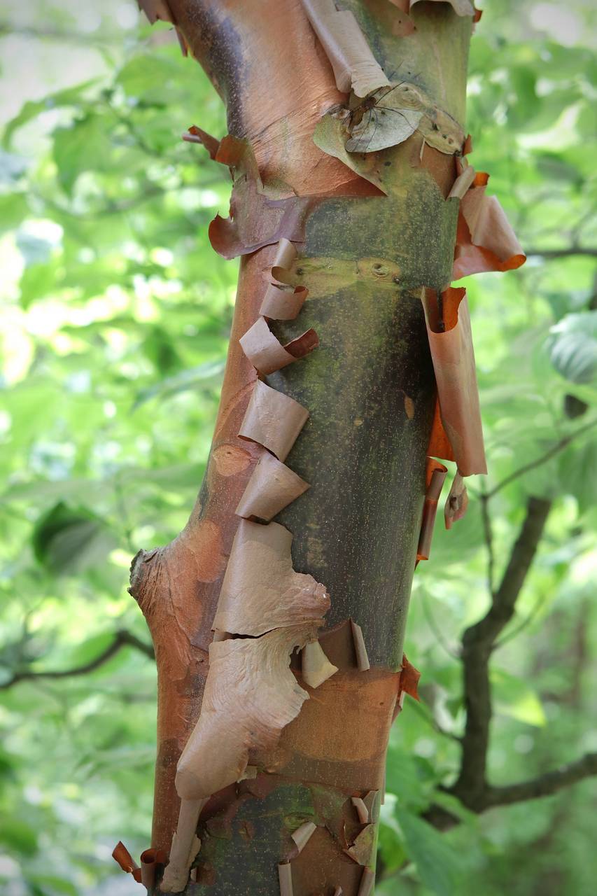 Photo of Paperbark Maple