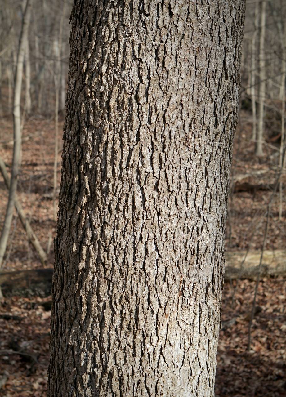 Photo of Boxelder