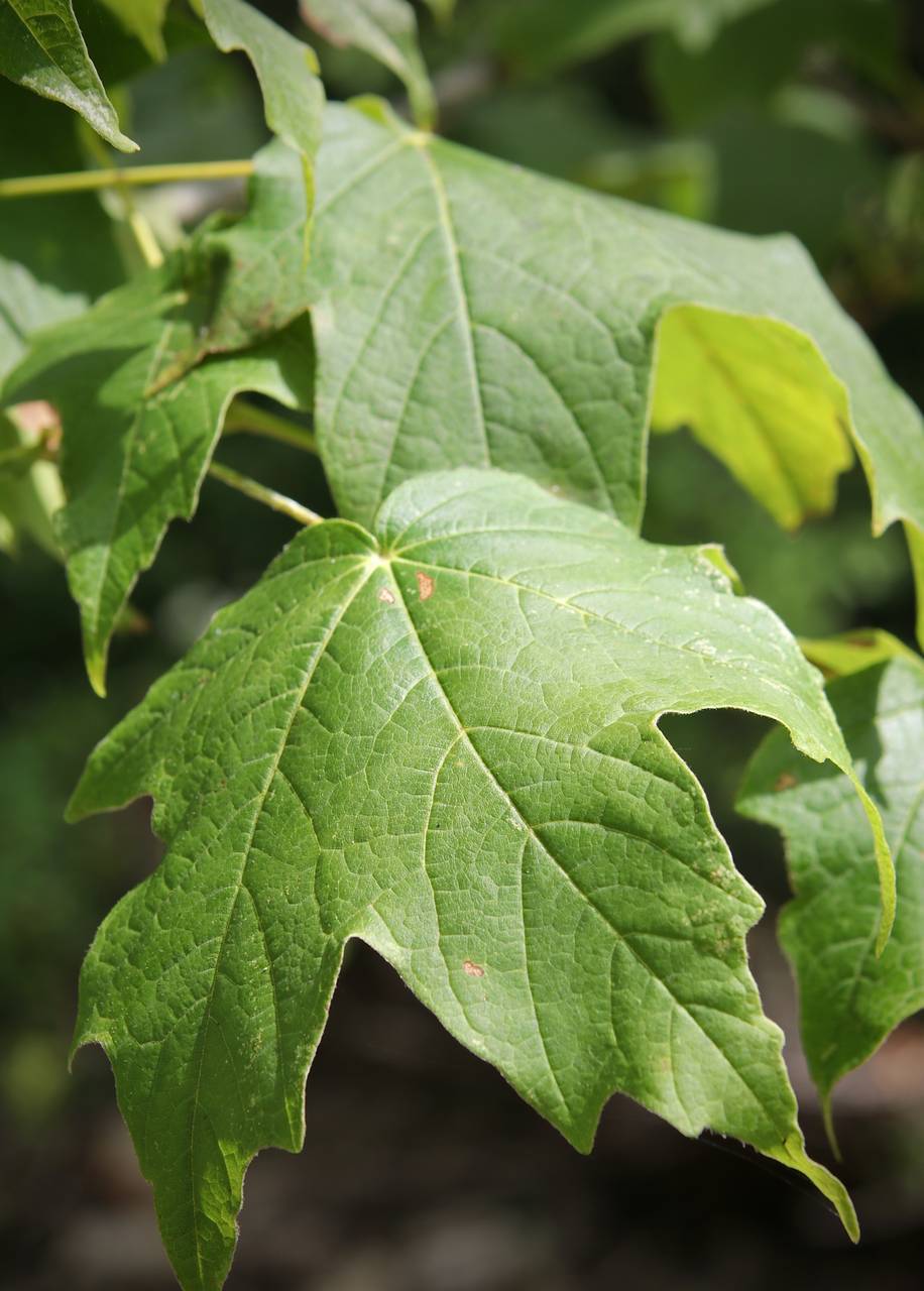 Photo of Black Maple