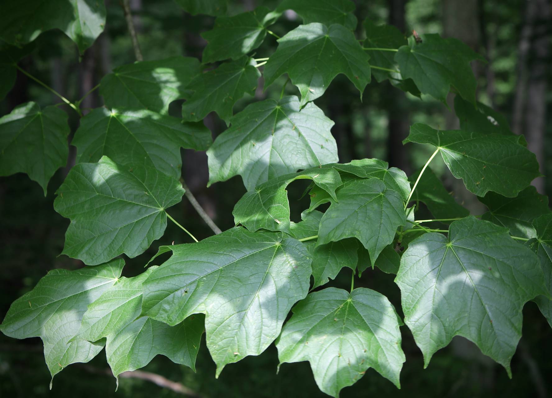 Photo of Black Maple