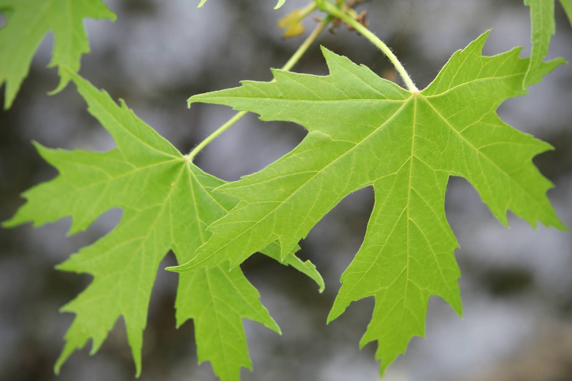 Photo of Silver Maple