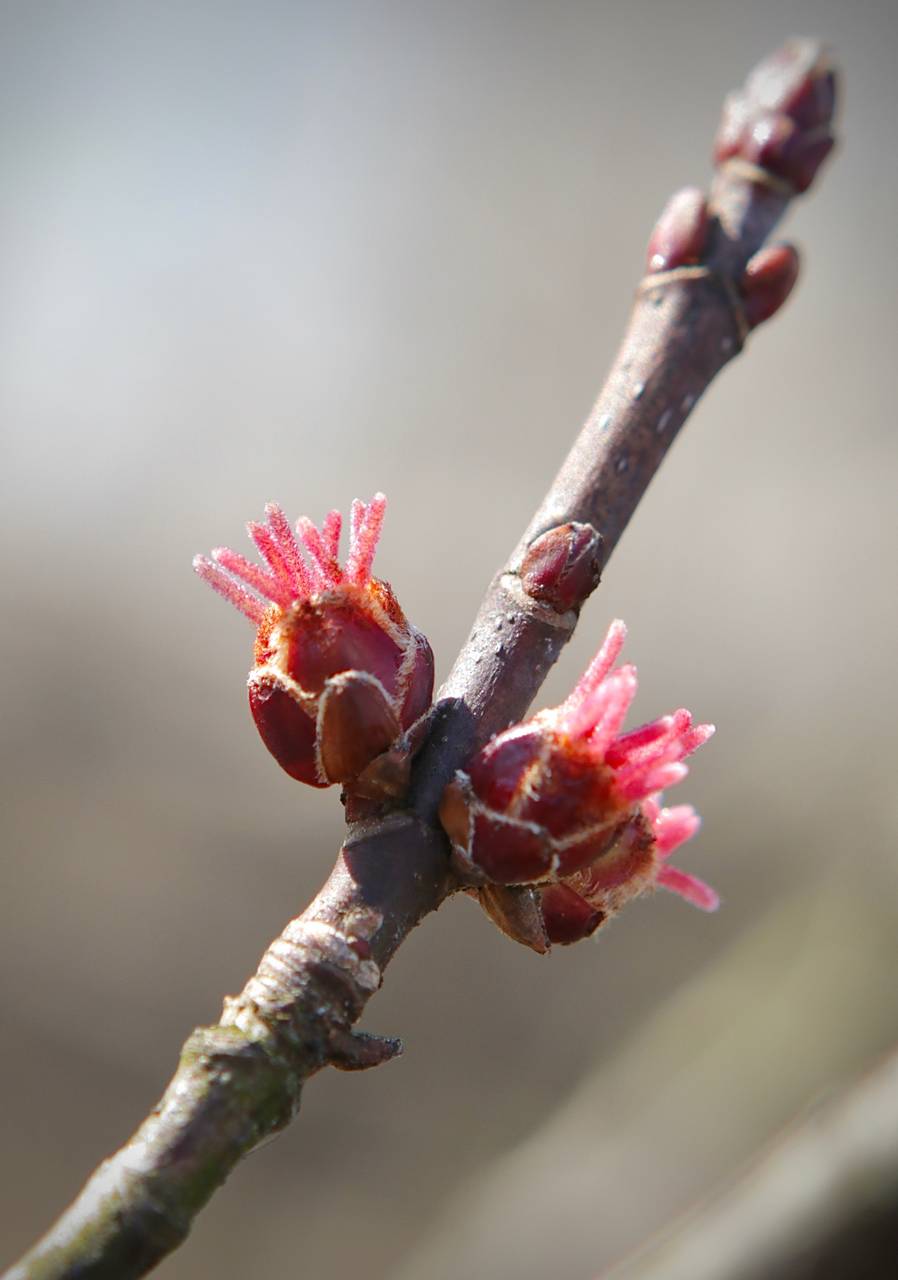 Photo of Silver Maple