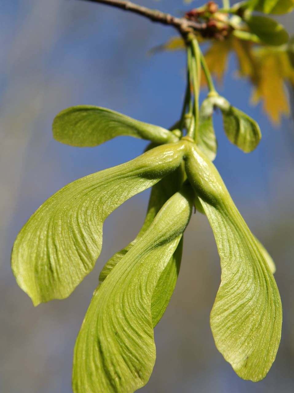 Photo of Silver Maple