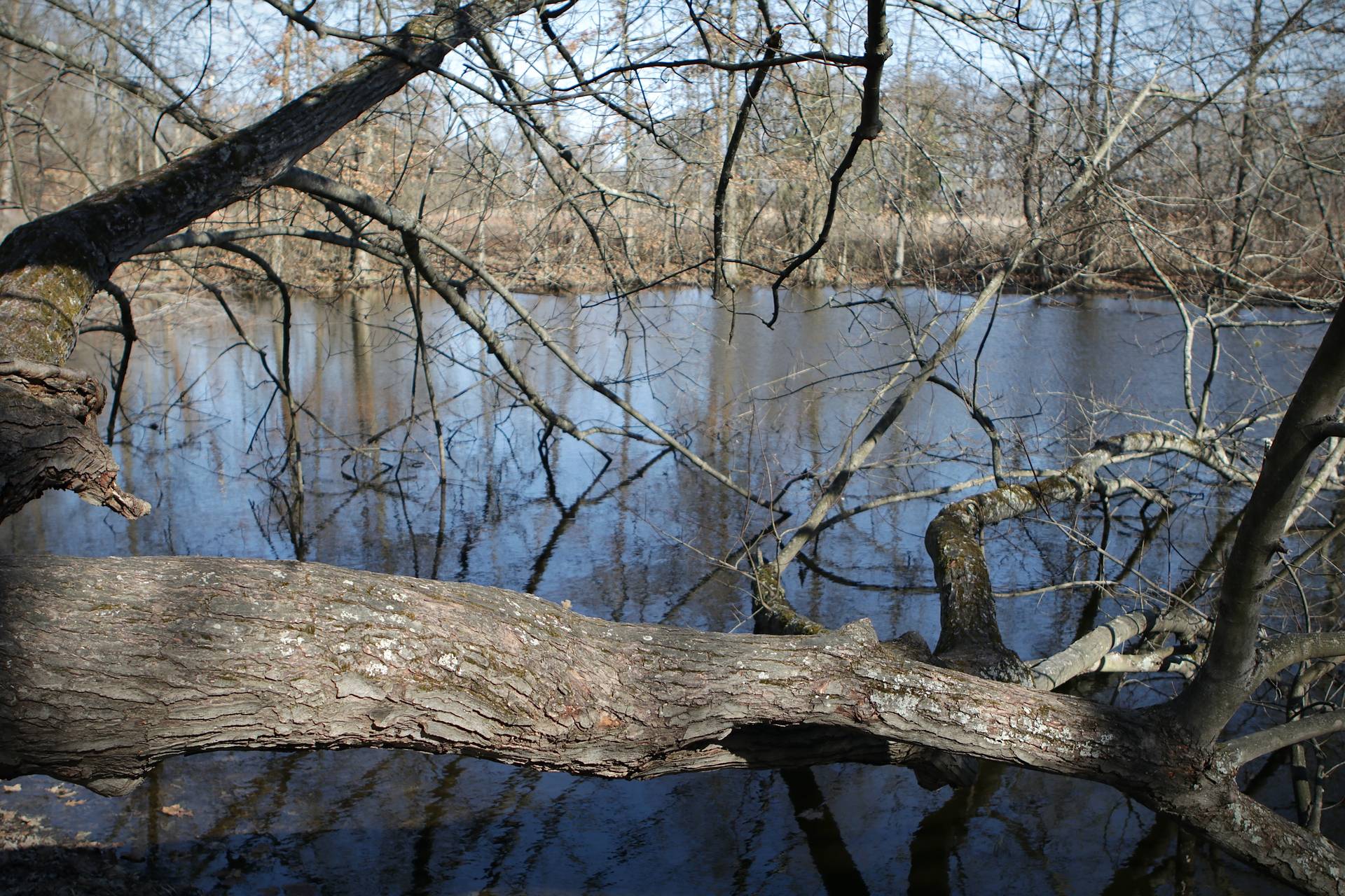 Photo of Silver Maple