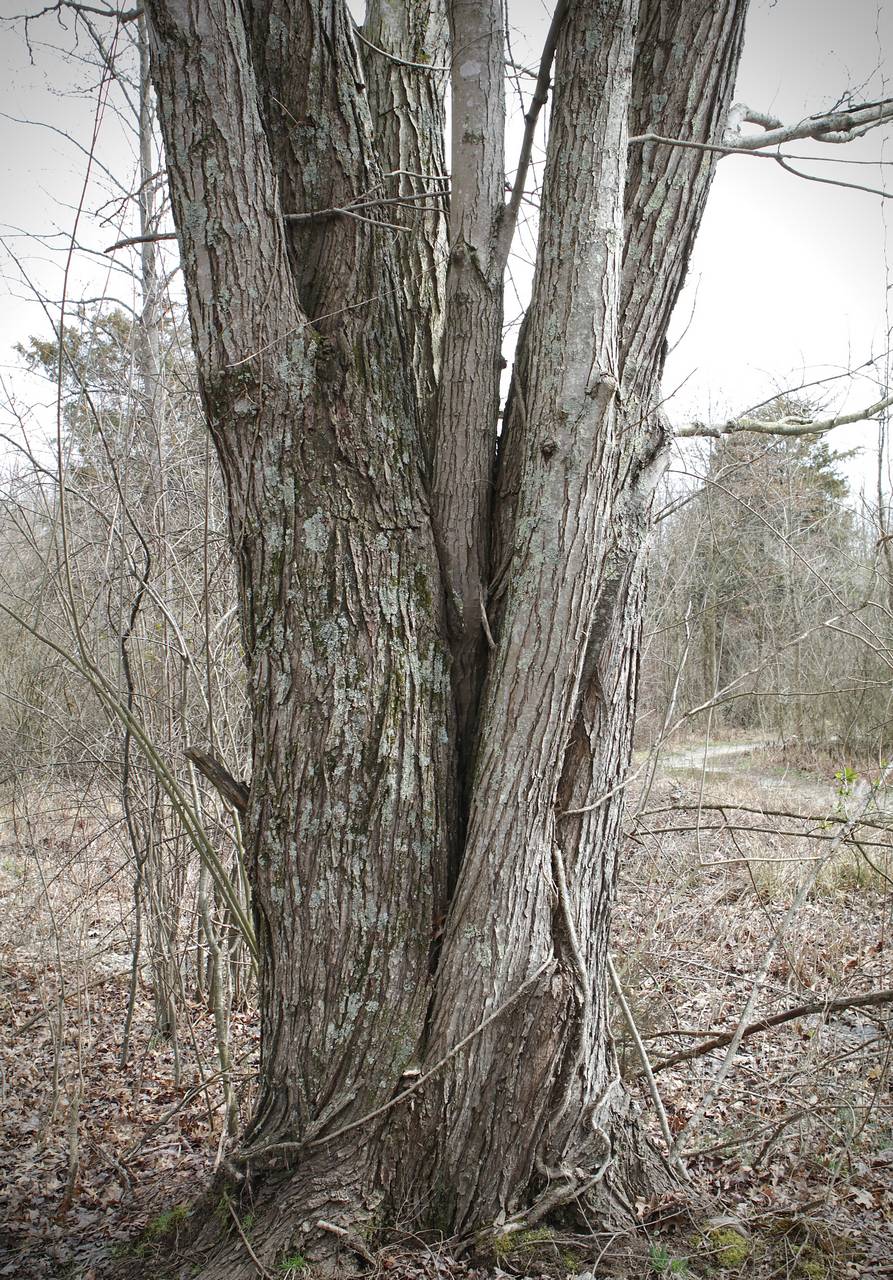 Photo of Silver Maple