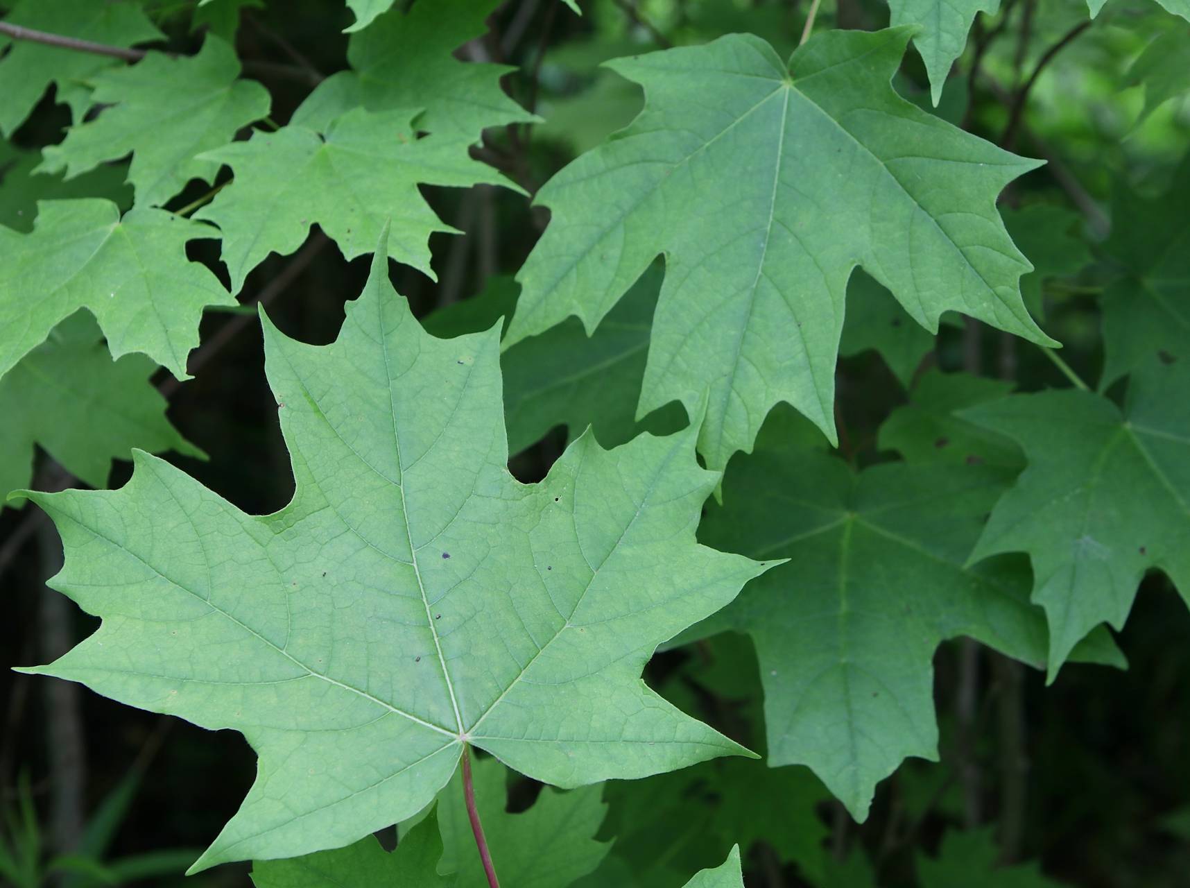 Photo of Sugar Maple