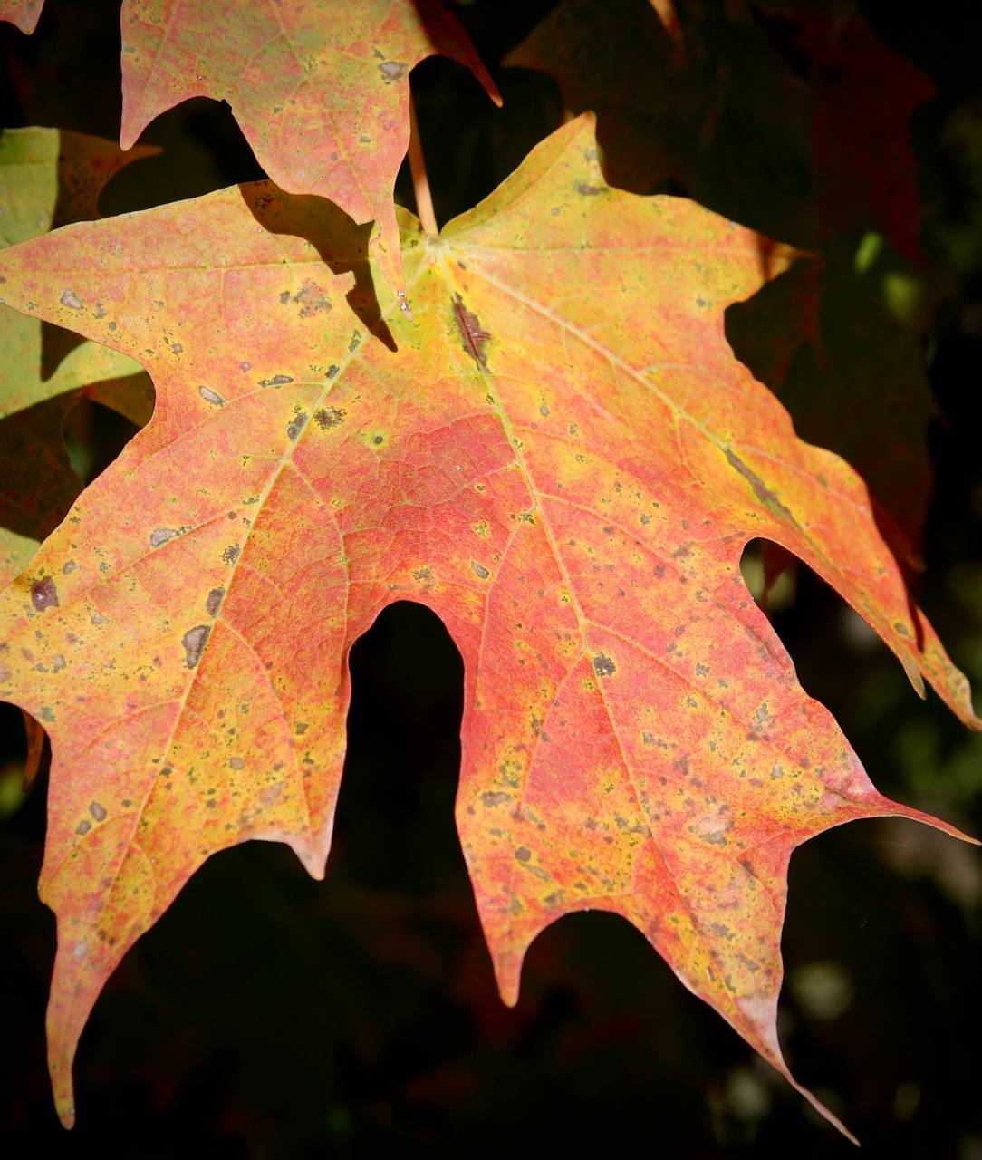 Photo of Sugar Maple