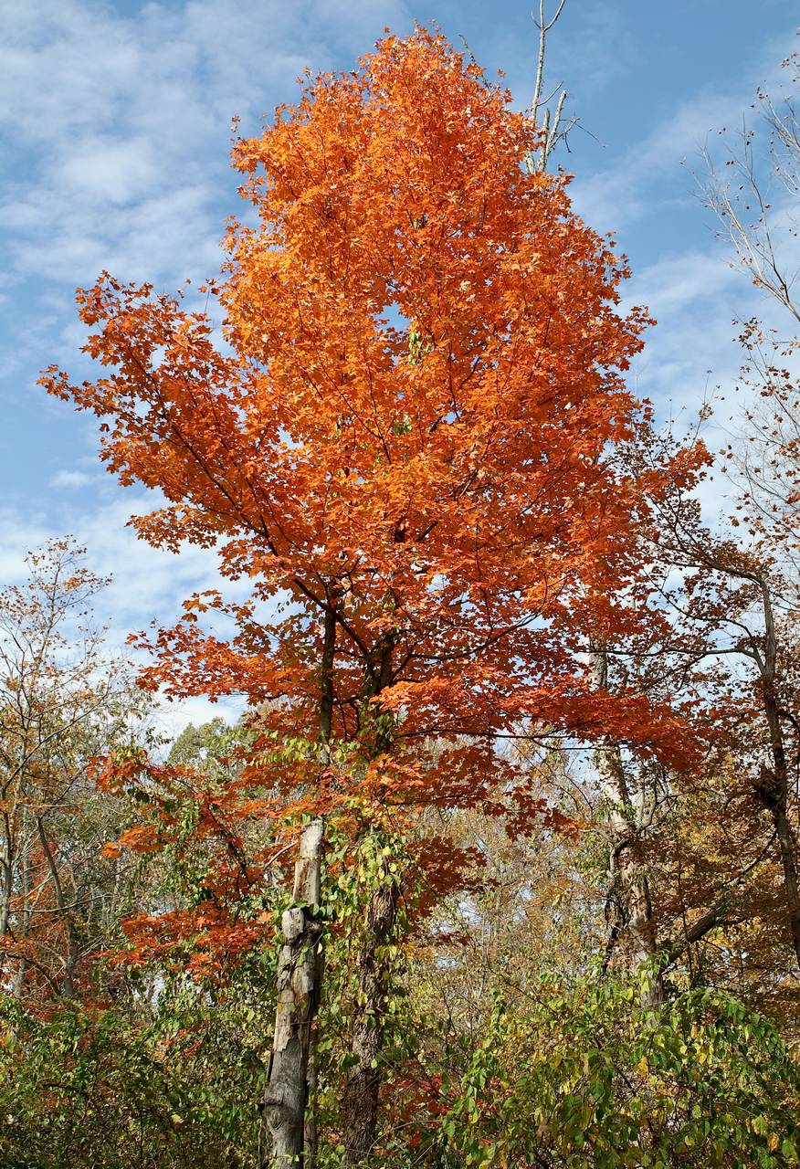 Photo of Sugar Maple