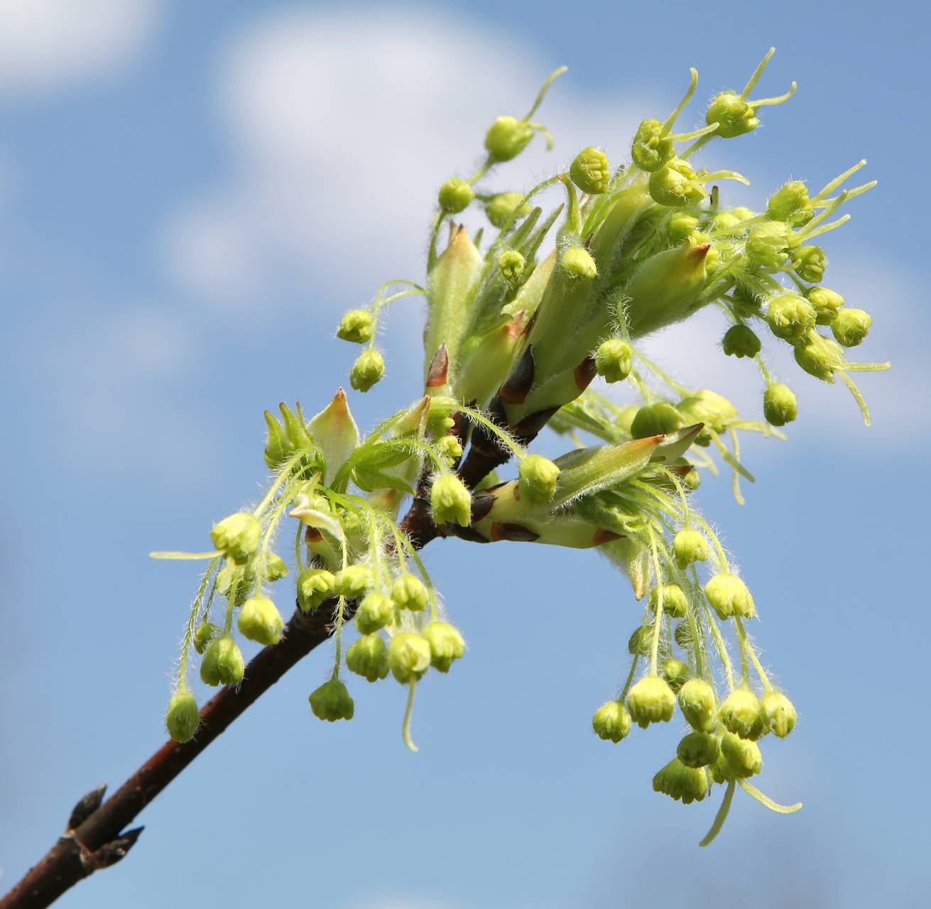 Photo of Sugar Maple