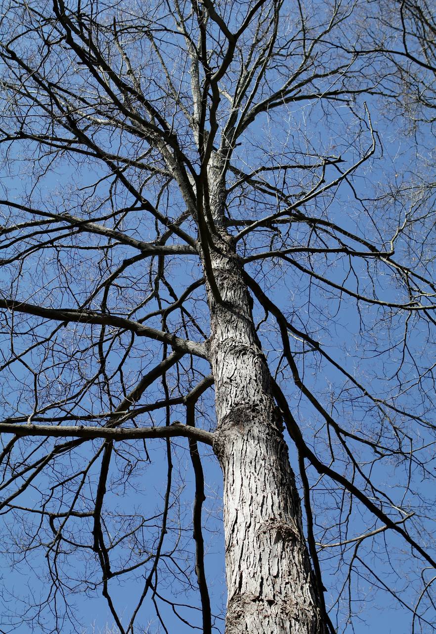 Photo of Sugar Maple