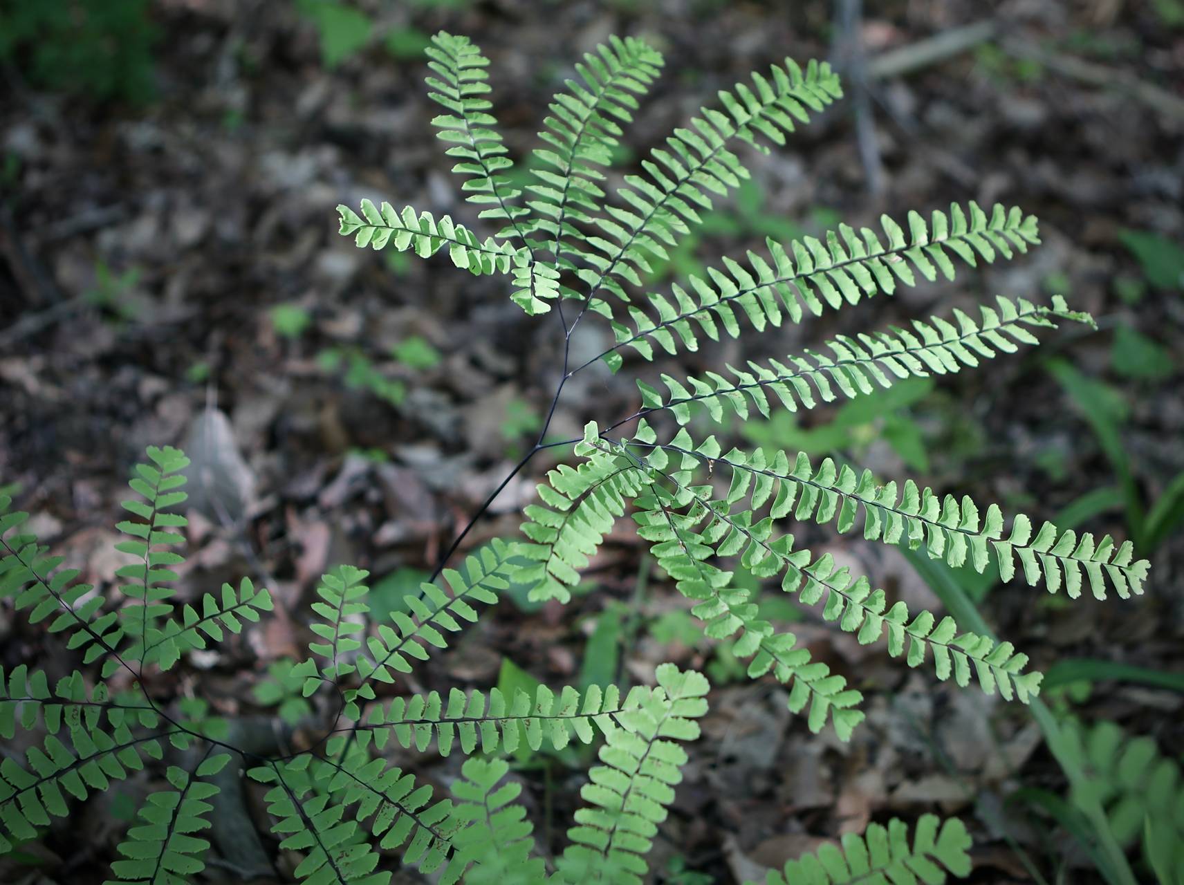 Photo of Maidenhair Fern