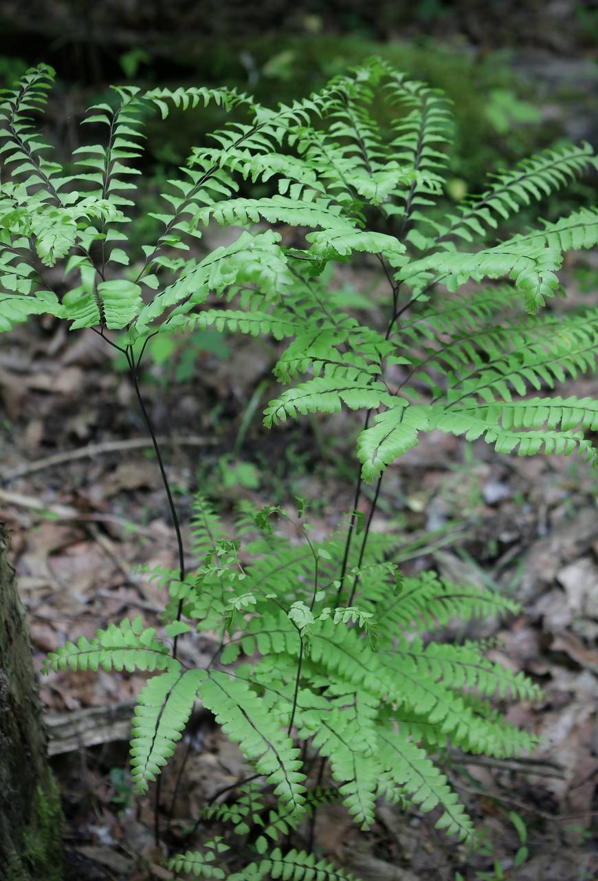 Photo of Maidenhair Fern