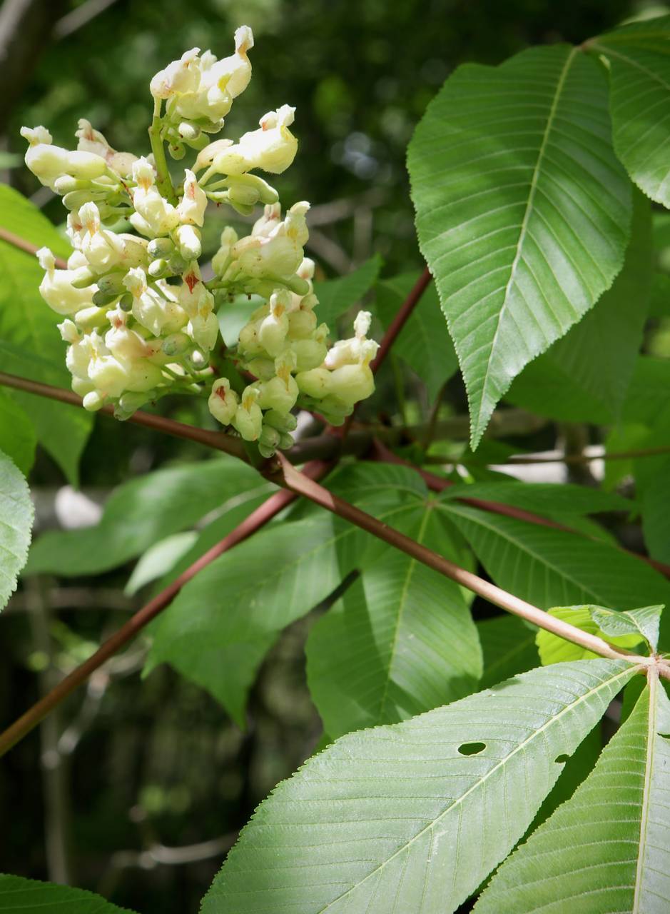Photo of Yellow Buckeye