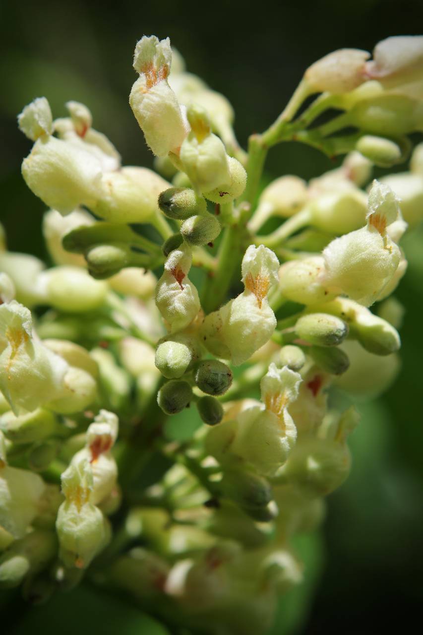 Photo of Yellow Buckeye