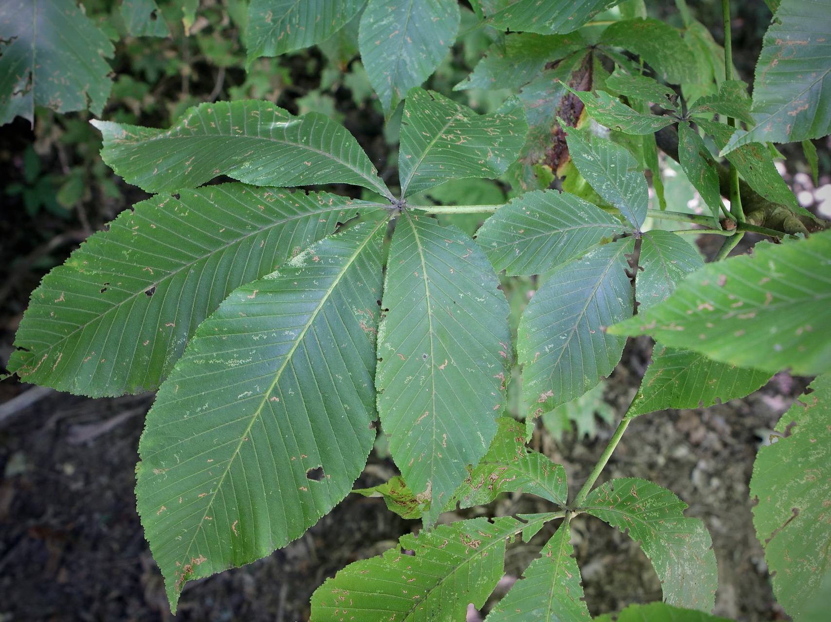 Photo of Yellow Buckeye
