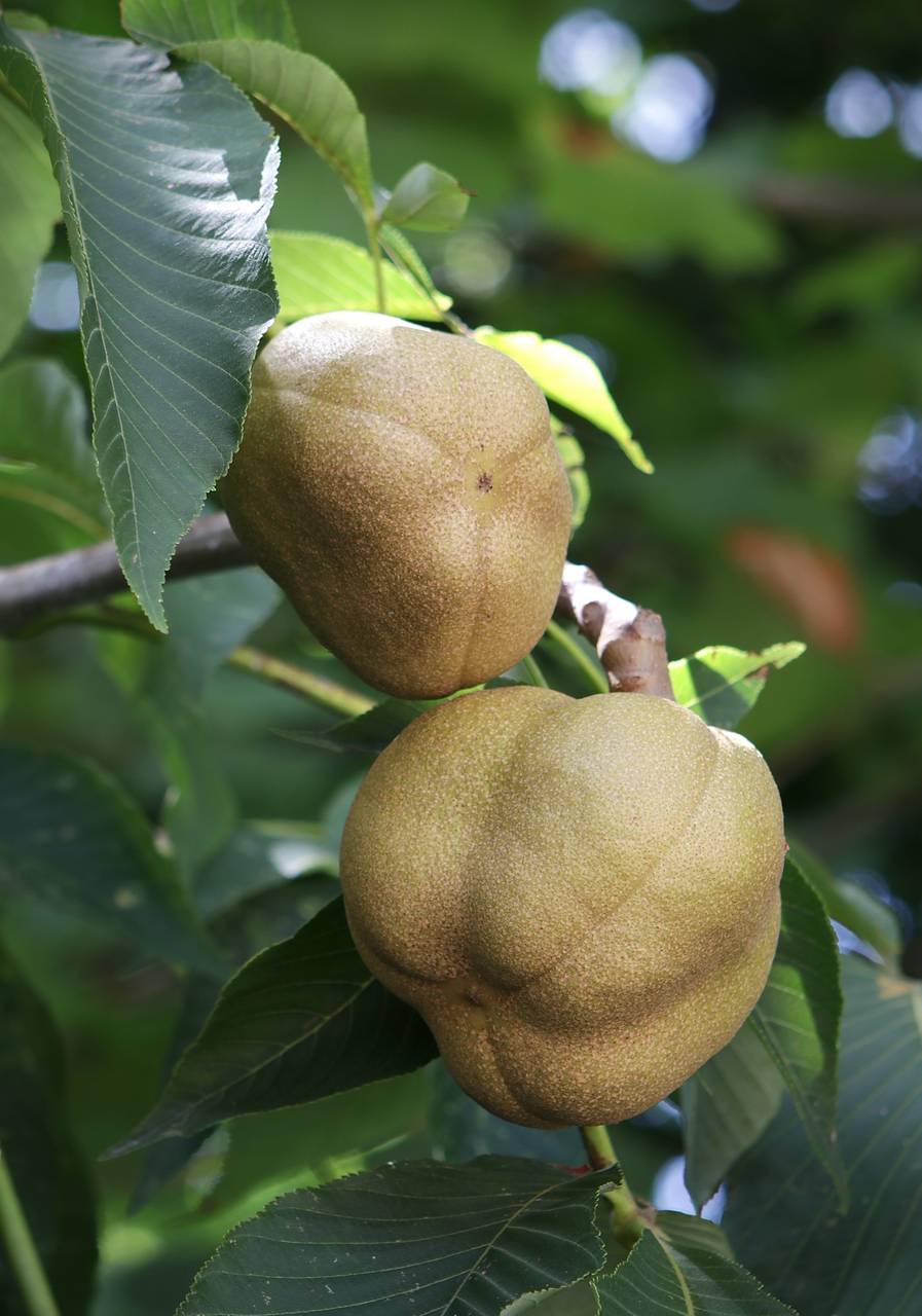 Photo of Yellow Buckeye