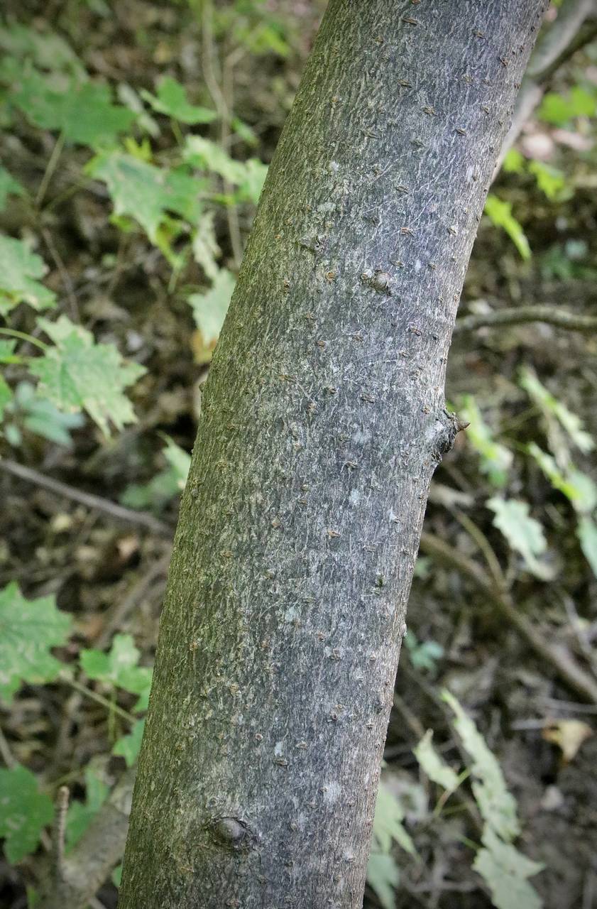 Photo of Yellow Buckeye