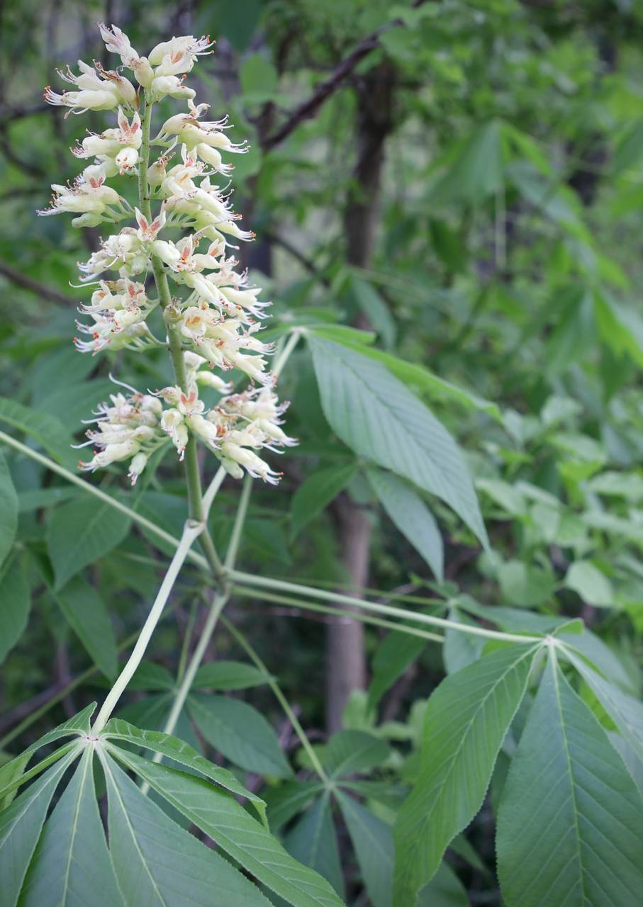 Photo of Ohio Buckeye