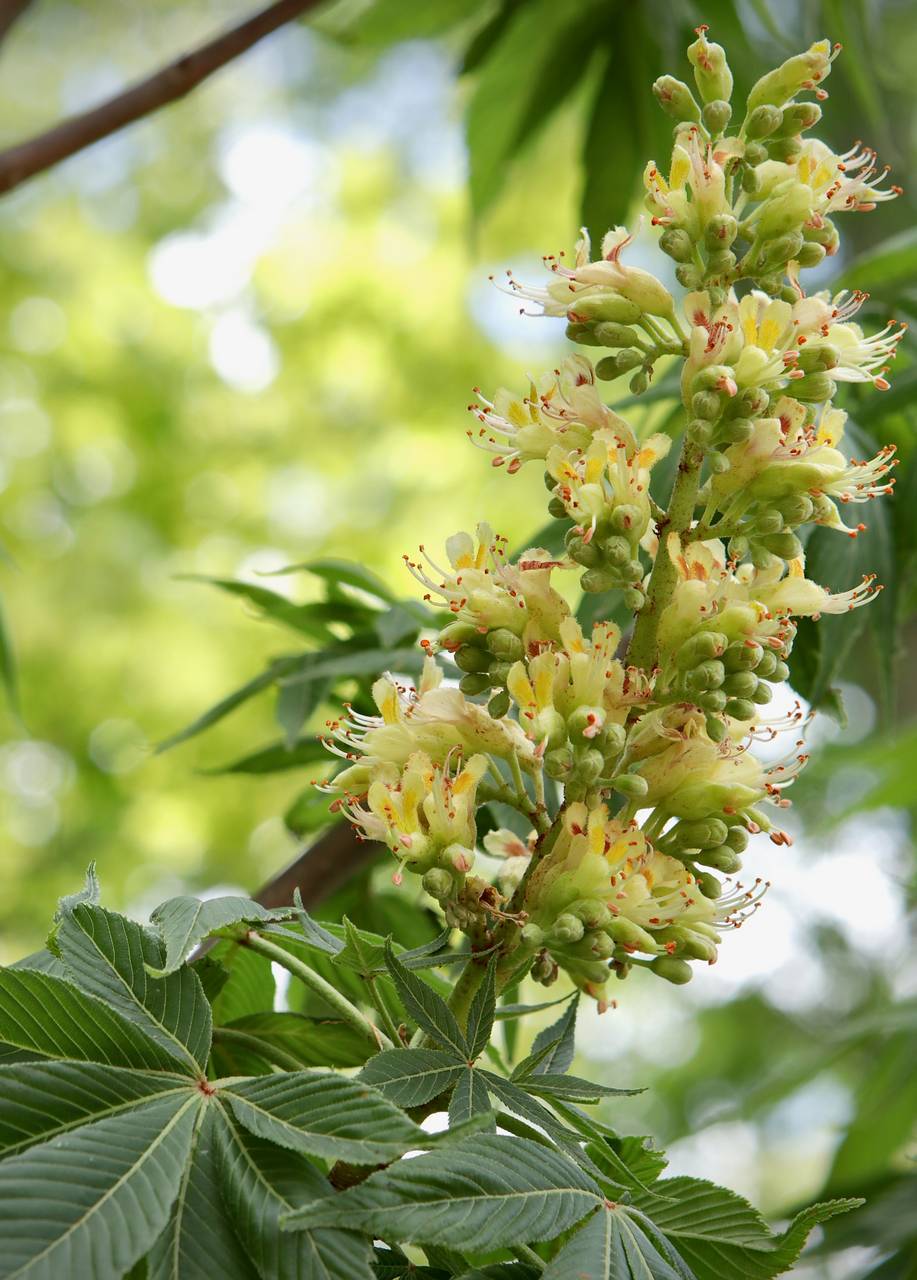 Photo of Ohio Buckeye