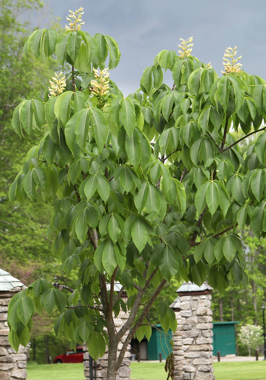 Photo of Ohio Buckeye