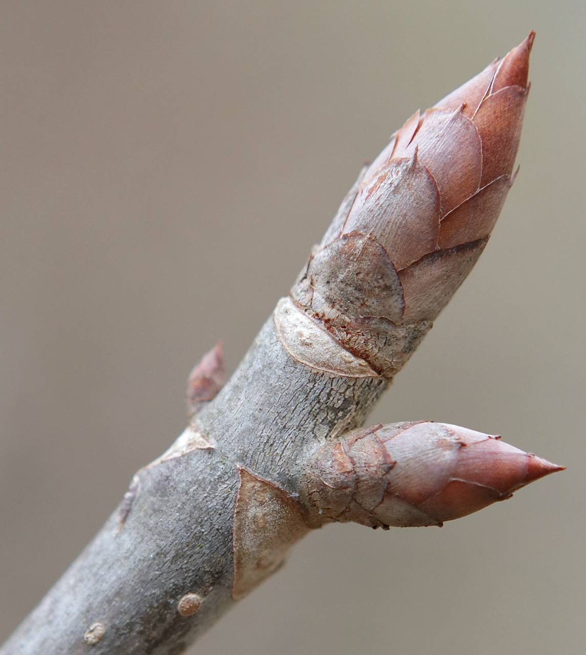 Photo of Ohio Buckeye