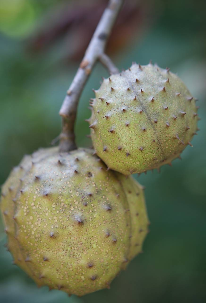 Photo of Ohio Buckeye