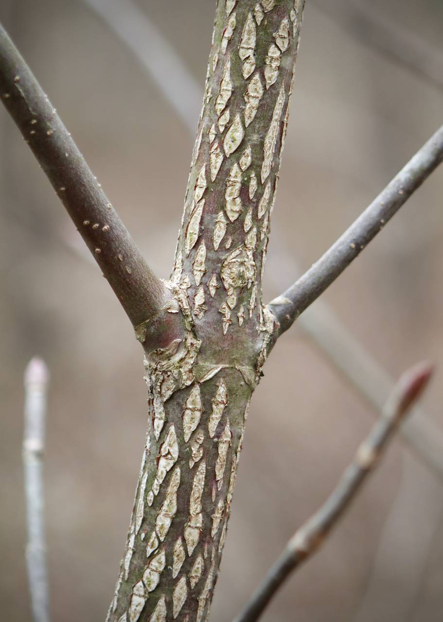 Photo of Ohio Buckeye