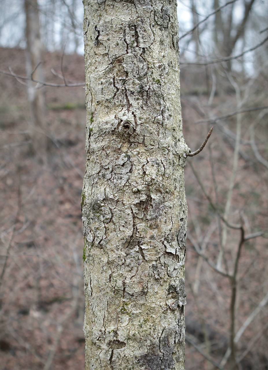 Photo of Ohio Buckeye