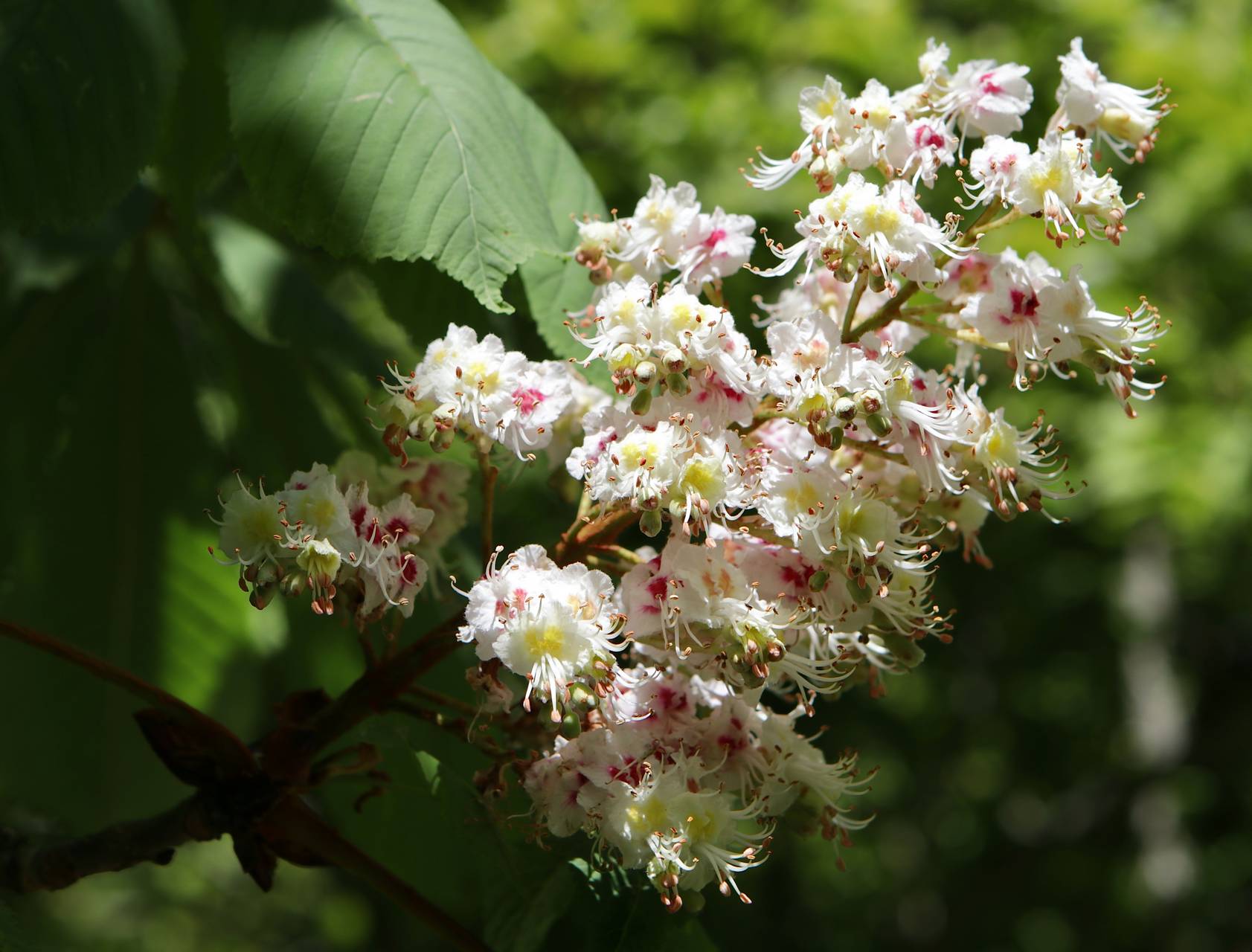 Photo of Horse Chestnut