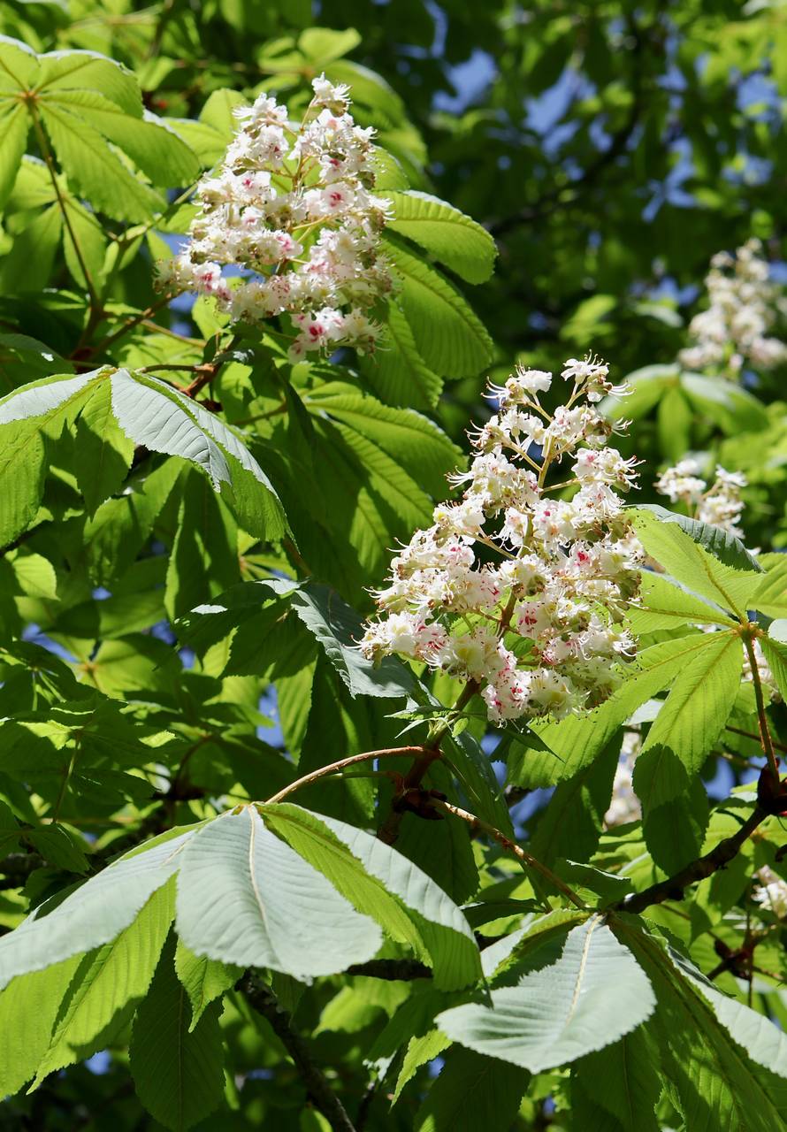 Photo of Horse Chestnut