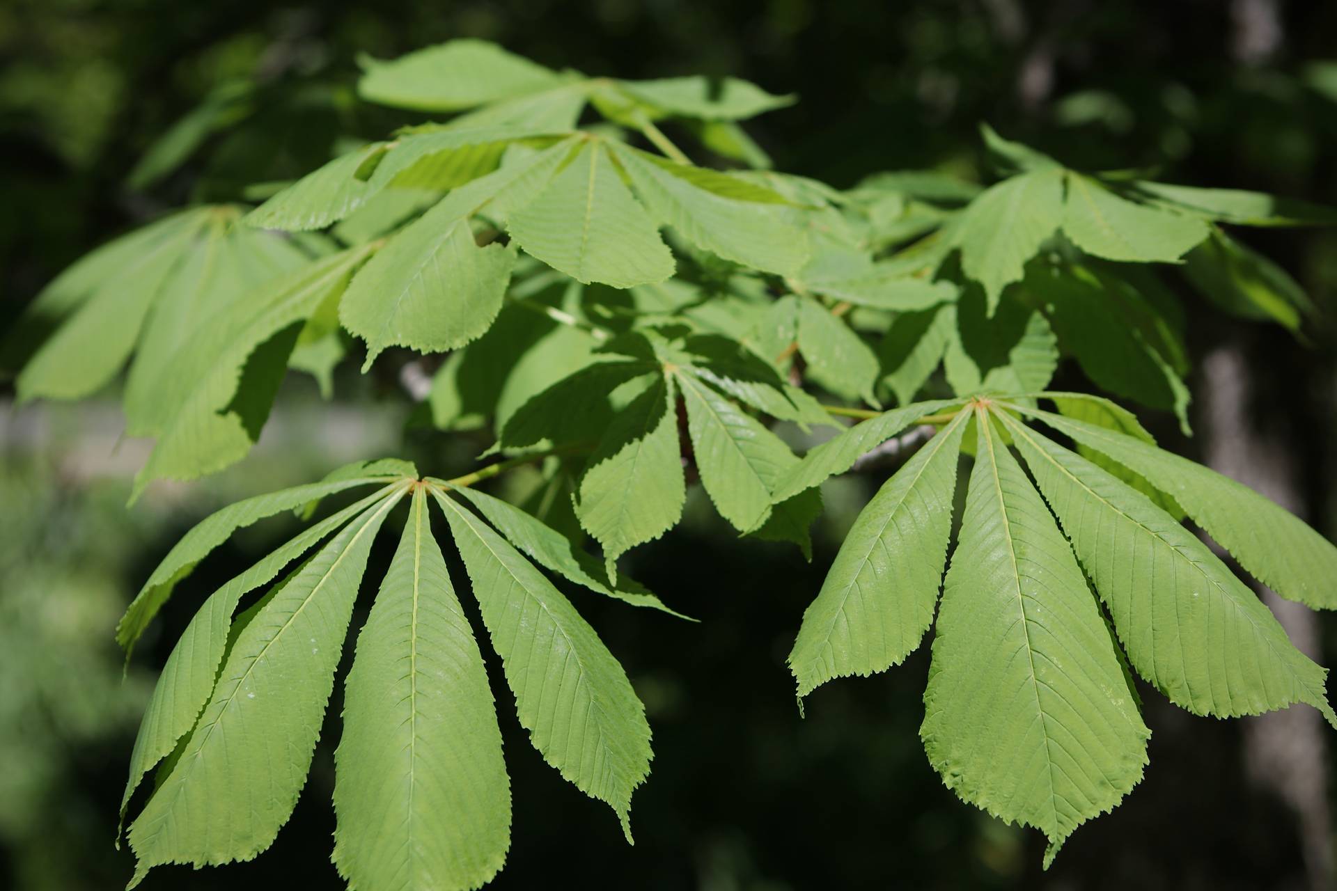 Photo of Horse Chestnut