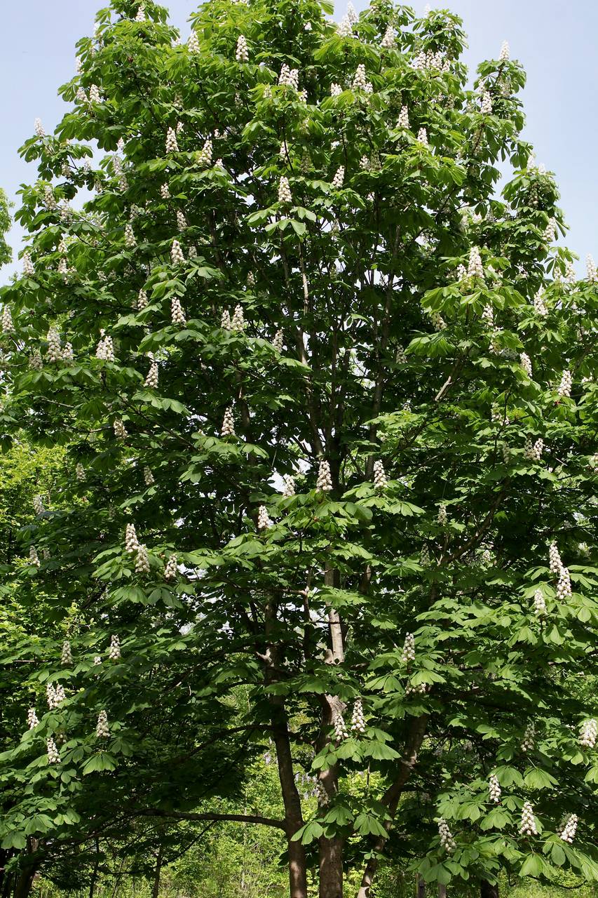 Photo of Horse Chestnut