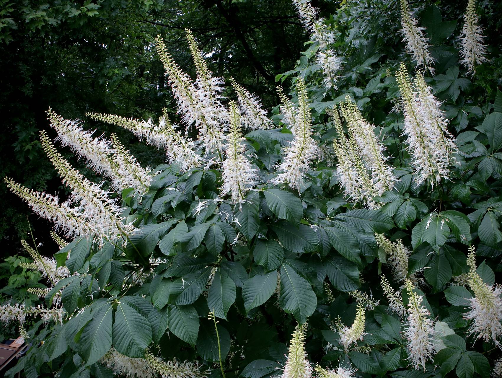 Photo of Bottlebrush Buckeye
