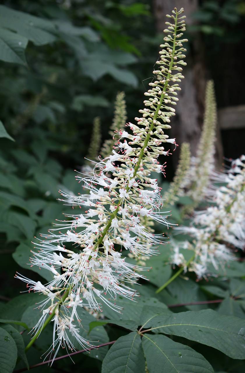 Photo of Bottlebrush Buckeye