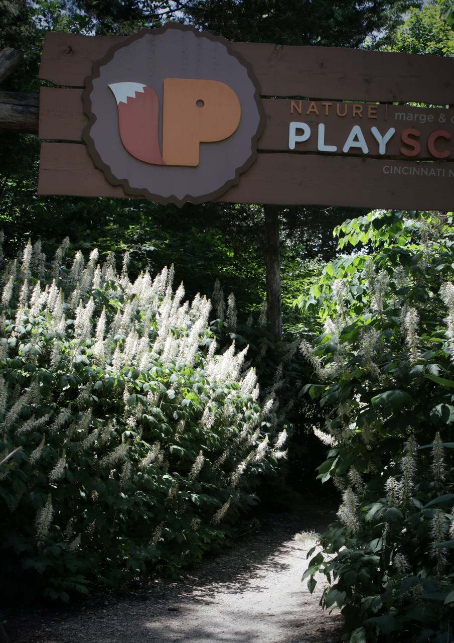 Photo of Bottlebrush Buckeye